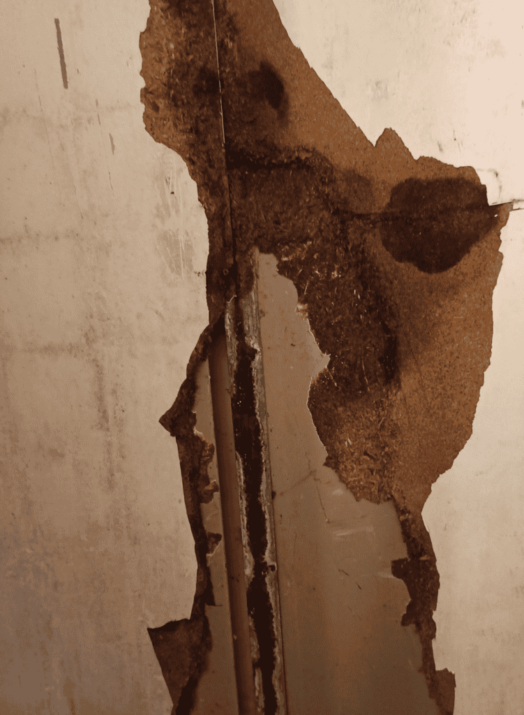 Feuchtigkeit im Haus in Wilhelmshaven Ursachen erkennen und Schäden vermeiden