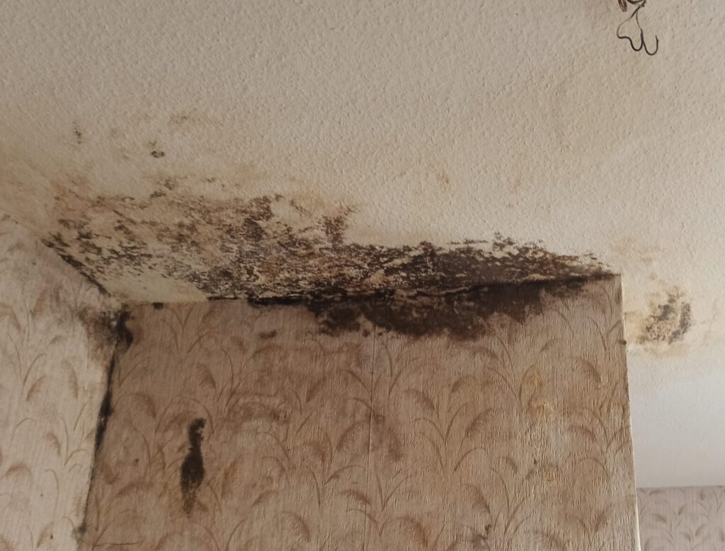 Schimmel Gutachter Wilhelmshaven Ursache erkennen statt raten